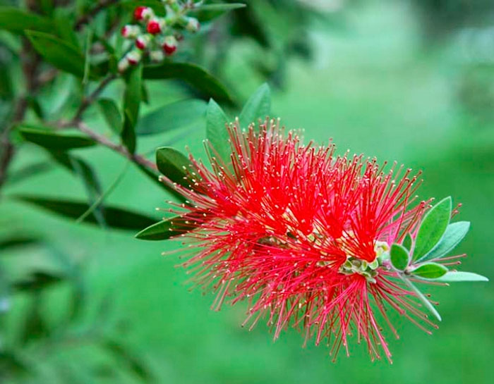 Callistemon rigidus