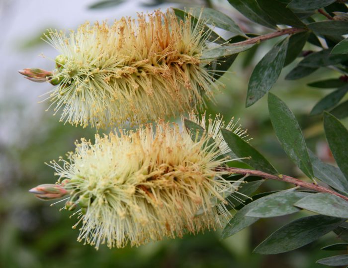 Pino Callistemon