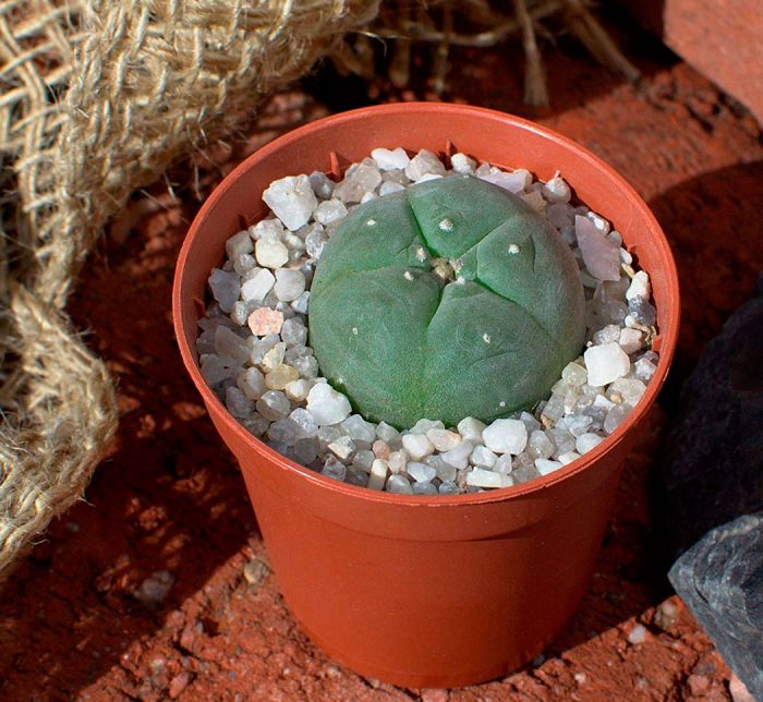 Cactus Lophophora: foto, cuidados, especie, descripción, propagación, planta de interior