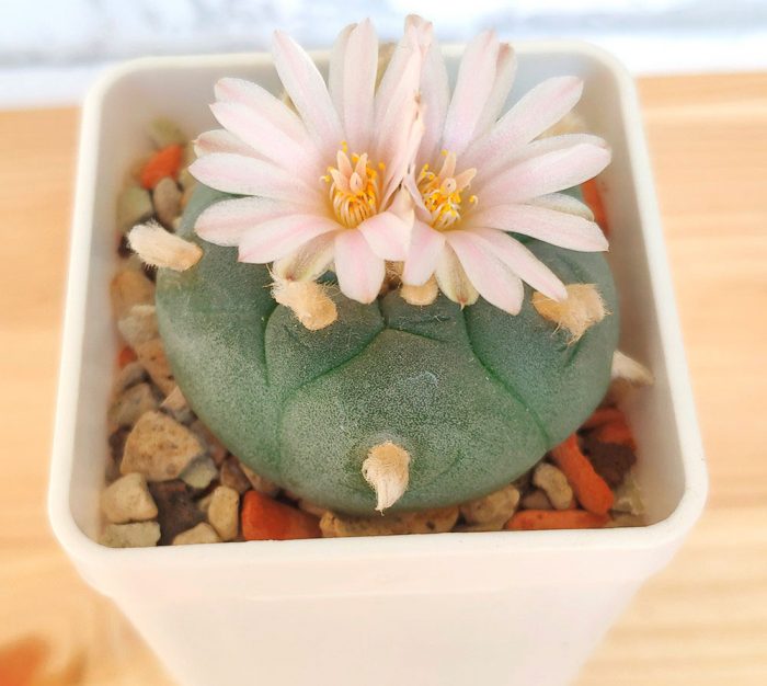 Cactus Lophophora: foto, cuidados, especie, descripción, propagación, planta de interior