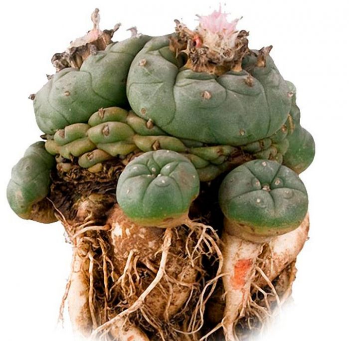 Cactus Lophophora: foto, cuidados, especie, descripción, propagación, planta de interior