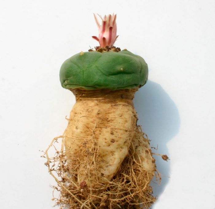 Cactus Lophophora: foto, cuidados, especie, descripción, propagación, planta de interior