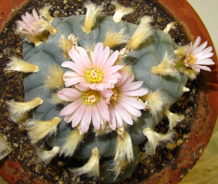 Lophophora Williamsii