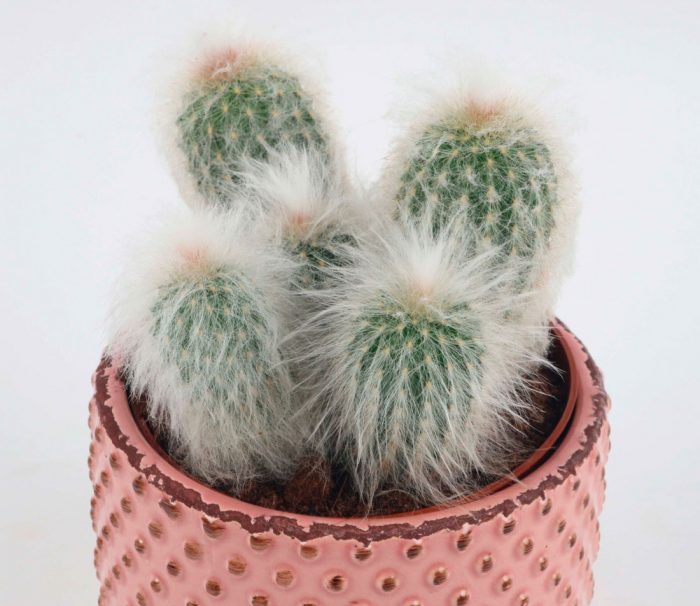 Espostoa - foto, cuidados, especie, descripción, propagación, planta de interior