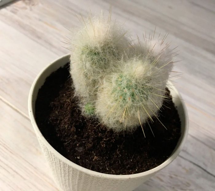 Espostoa - foto, cuidados, especie, descripción, propagación, planta de interior