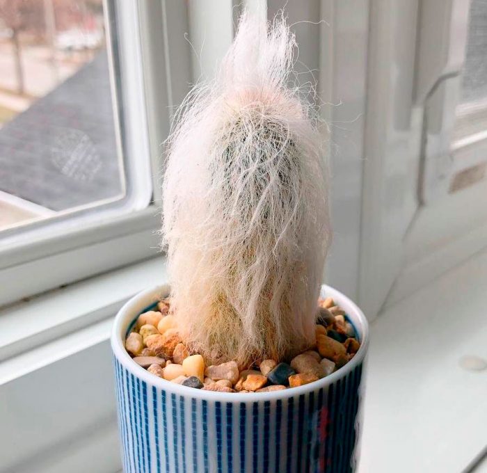 Espostoa - foto, cuidados, especie, descripción, propagación, planta de interior