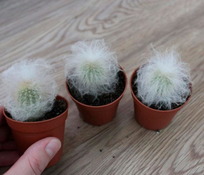 Espostoa - foto, cuidados, especie, descripción, propagación, planta de interior