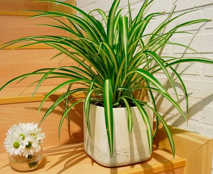 Chlorophytum comosum - foto, cuidados, especie, descripción, reproducción, planta de interior