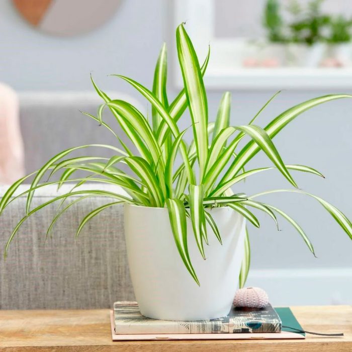 Chlorophytum comosum