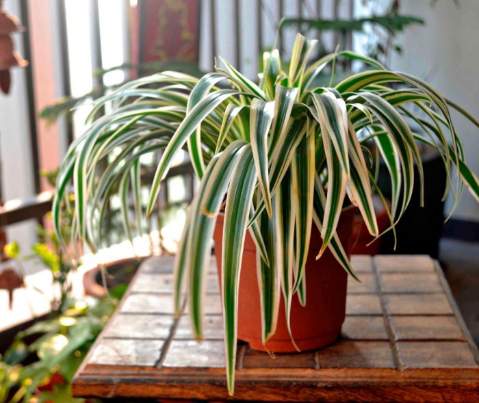 Chlorophytum comosum - foto, cuidados, especie, descripción, reproducción, planta de interior
