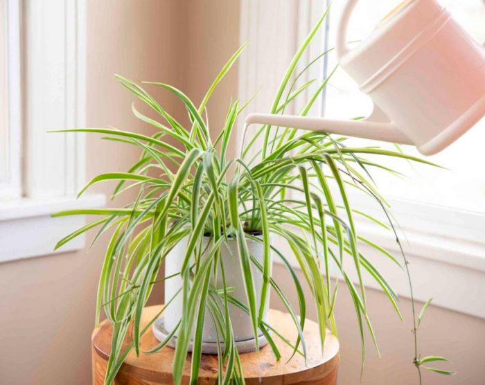 Chlorophytum comosum - foto, cuidados, especie, descripción, reproducción, planta de interior