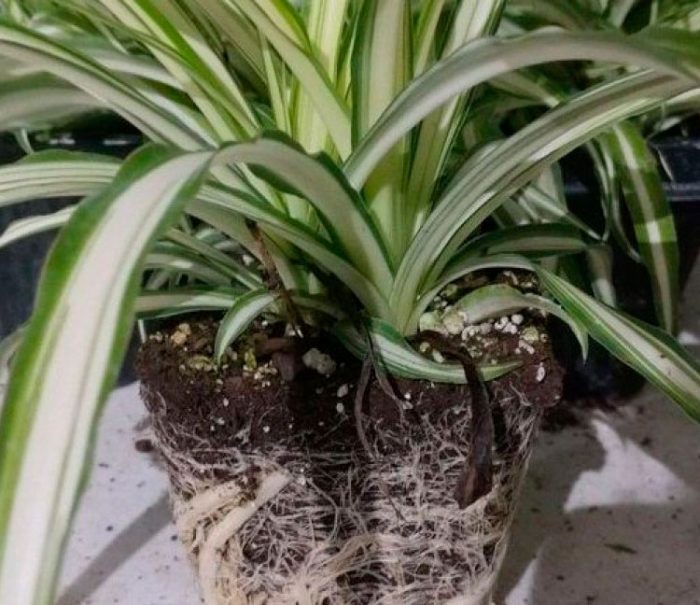 Chlorophytum comosum - foto, cuidados, especie, descripción, reproducción, planta de interior