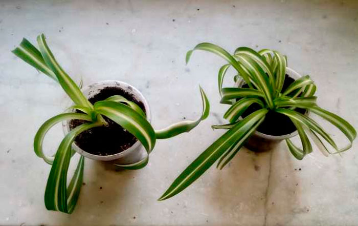Chlorophytum comosum - foto, cuidados, especie, descripción, reproducción, planta de interior