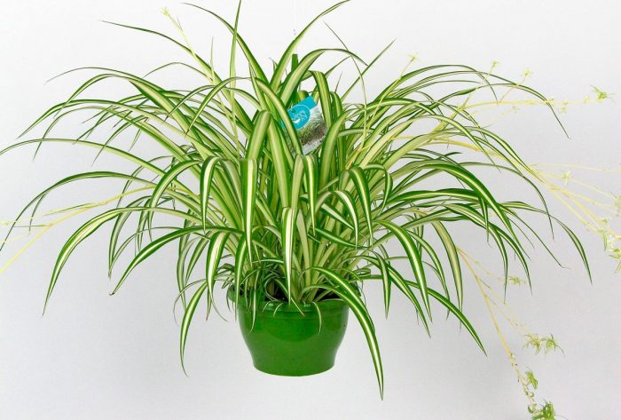 Chlorophytum comosum - foto, cuidados, especie, descripción, reproducción, planta de interior