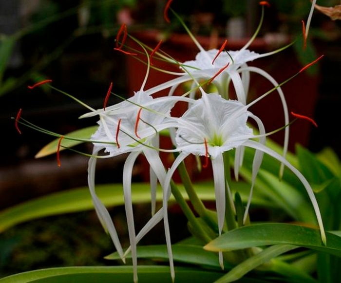 Hymenocallis - foto, cuidados, especie, descripción, propagación, planta de interior