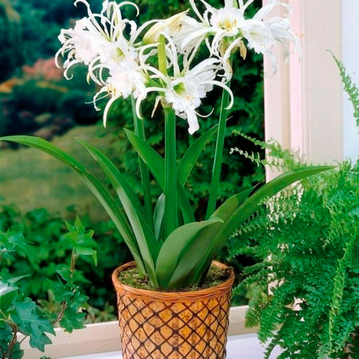 Hymenocallis - foto, cuidados, especie, descripción, propagación, planta de interior