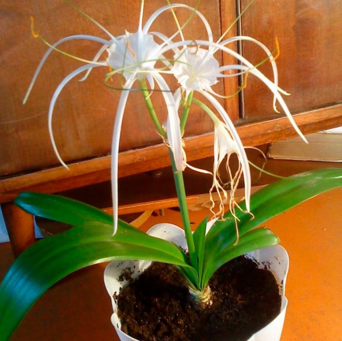 Hymenocallis - foto, cuidados, especie, descripción, propagación, planta de interior