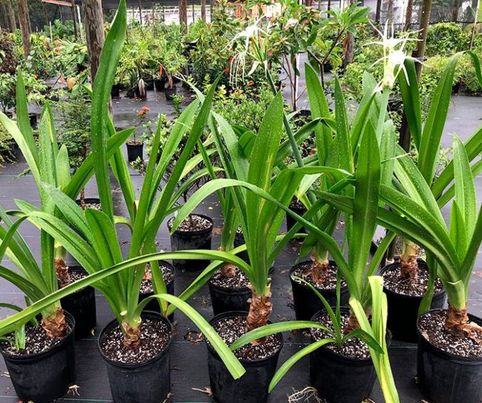 Hymenocallis - foto, cuidados, especie, descripción, propagación, planta de interior