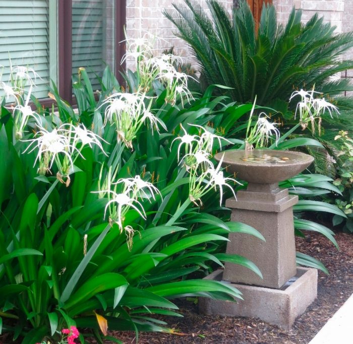 Hymenocallis - foto, cuidados, especie, descripción, propagación, planta de interior