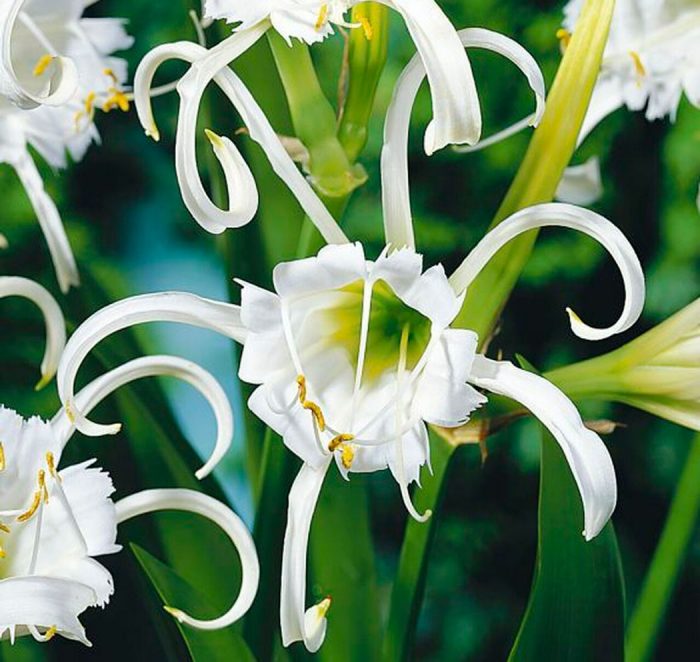 Hymenocallis festalis