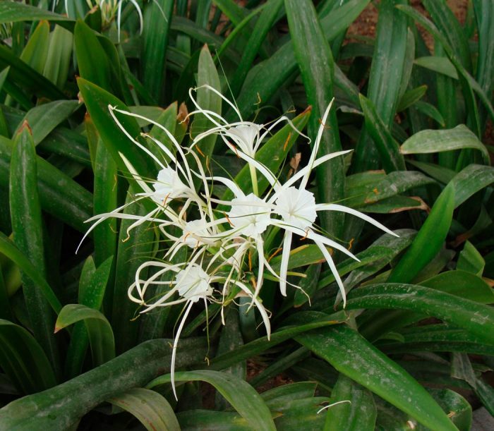 Hymenocallis - foto, cuidados, especie, descripción, propagación, planta de interior