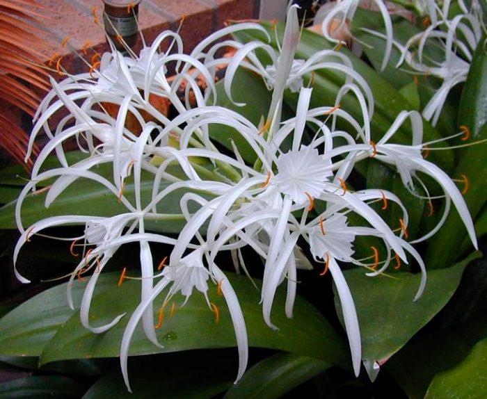 Hymenocallis caribbeanis