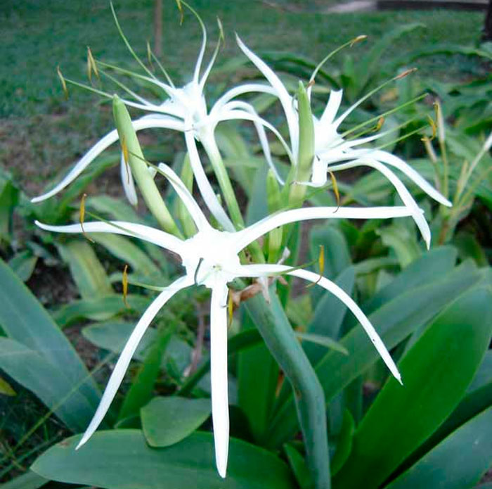 Hymenocallis tubuliflora