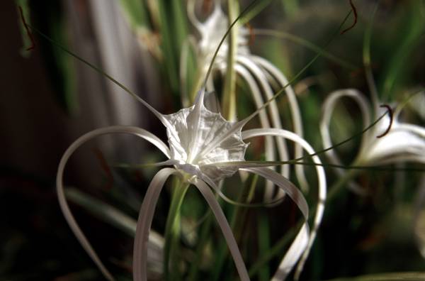 Hymenocallis cordifolia