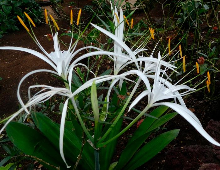 Hymenocallis coastaris