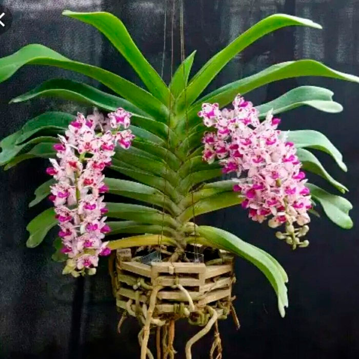Orquídea Rhynchostylis: foto, cuidados, especie, descripción, propagación, planta de interior