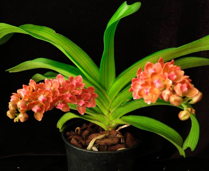 Orquídea Rhynchostylis: foto, cuidados, especie, descripción, propagación, planta de interior