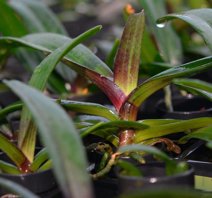 Orquídea Rhynchostylis: foto, cuidados, especie, descripción, propagación, planta de interior