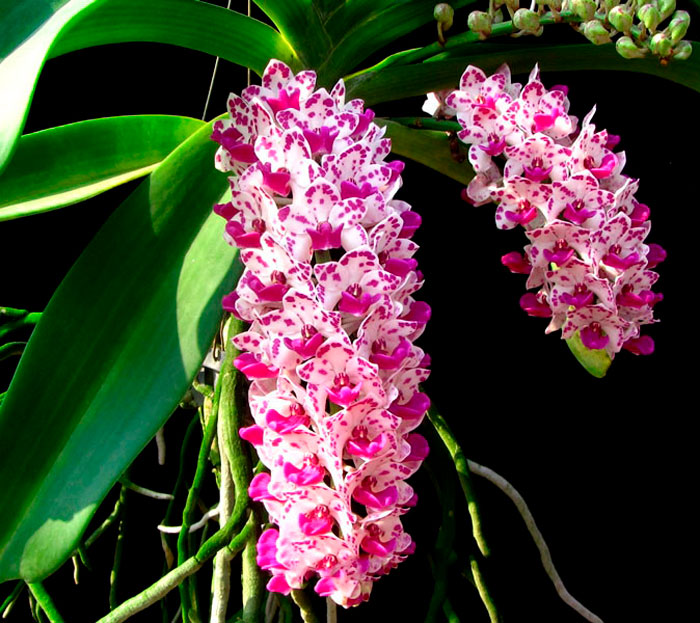 Rhynchostylis gigantea
