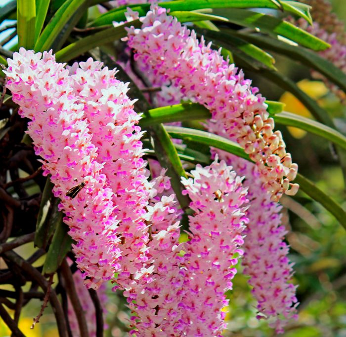 Rhynchostylis obtusifera