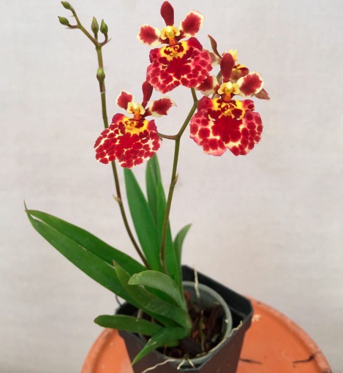 Orquídea Tolumnia - Foto, Cuidado, Especie, Descripción, Reproducción, Planta de interior