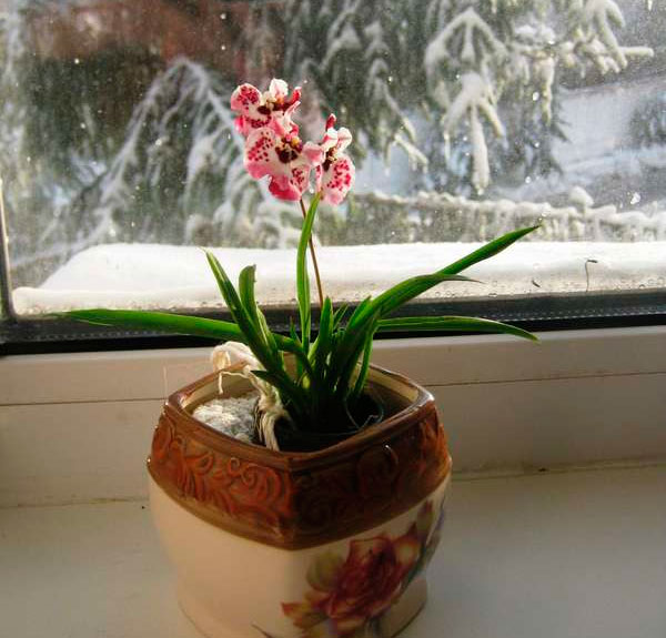 Orquídea Tolumnia - Foto, Cuidado, Especie, Descripción, Reproducción, Planta de interior