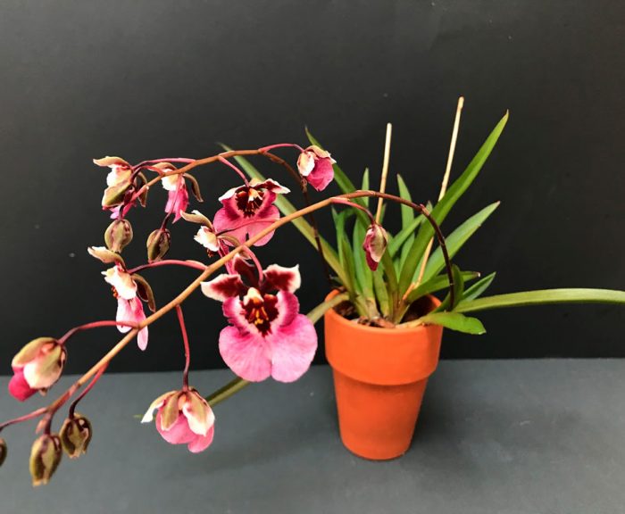 Orquídea Tolumnia - Foto, Cuidado, Especie, Descripción, Reproducción, Planta de interior