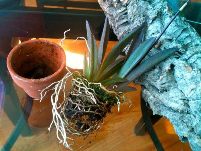 Orquídea Tolumnia - Foto, Cuidado, Especie, Descripción, Reproducción, Planta de interior