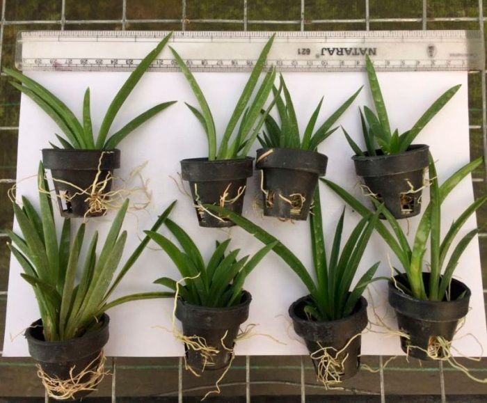 Orquídea Tolumnia - Foto, Cuidado, Especie, Descripción, Reproducción, Planta de interior