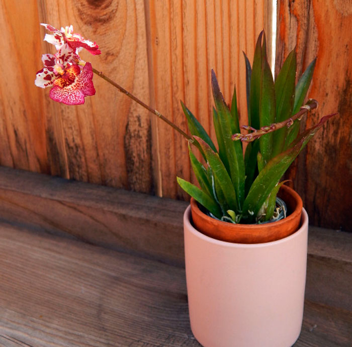 Orquídea Tolumnia - Foto, Cuidado, Especie, Descripción, Reproducción, Planta de interior