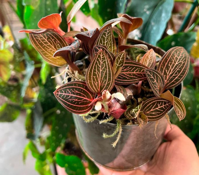 Orquídea Ludisia: foto, cuidados, especie, descripción, propagación, planta de interior