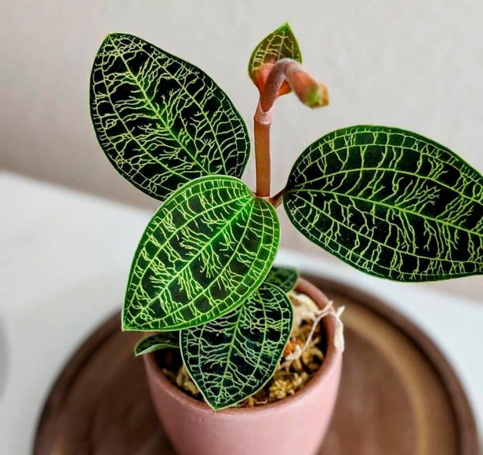 Orquídea Ludisia: foto, cuidados, especie, descripción, propagación, planta de interior