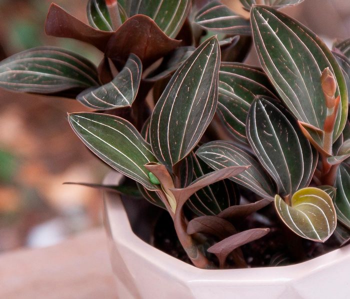 Orquídea Ludisia: foto, cuidados, especie, descripción, propagación, planta de interior