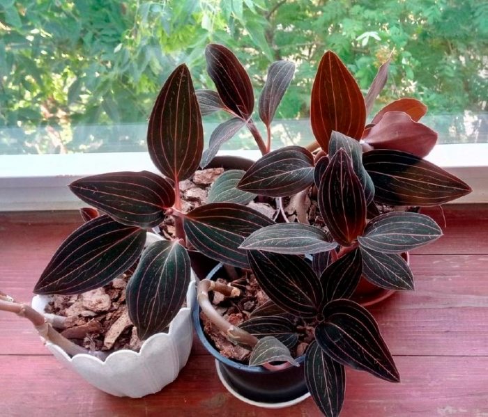 Orquídea Ludisia: foto, cuidados, especie, descripción, propagación, planta de interior