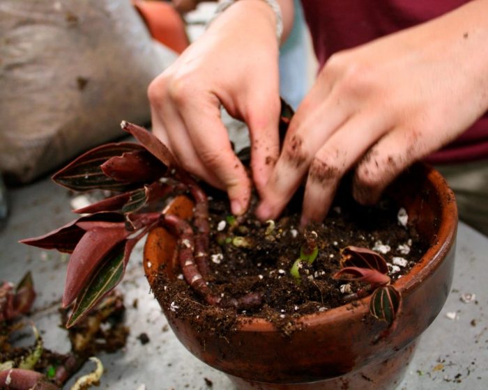 Orquídea Ludisia: foto, cuidados, especie, descripción, propagación, planta de interior