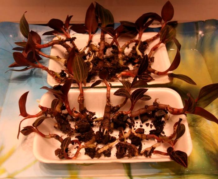 Orquídea Ludisia: foto, cuidados, especie, descripción, propagación, planta de interior