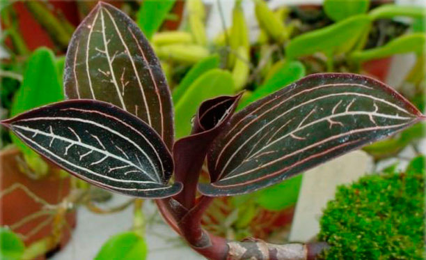 Orquídea Ludisia: foto, cuidados, especie, descripción, propagación, planta de interior