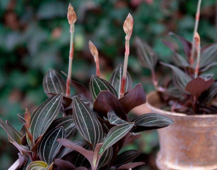 Orquídea Ludisia: foto, cuidados, especie, descripción, propagación, planta de interior
