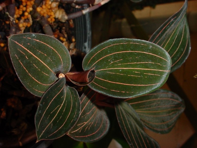 Orquídea Ludisia: foto, cuidados, especie, descripción, propagación, planta de interior