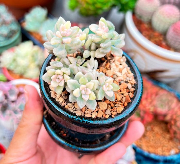 Graptopetalum - foto, cuidados, especie, descripción, propagación, planta de interior